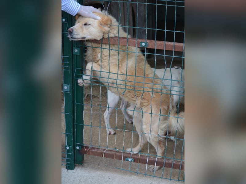 DUKE will nur noch raus, sehr lieber Mischling, ca. 2021 geboren