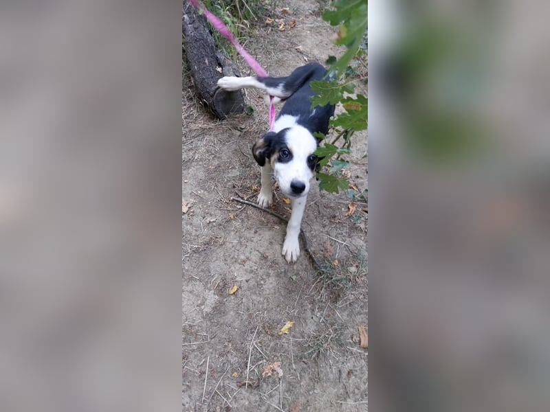 STELLA, ca, Juli 2025 geboren, sucht ein warmes Körbchen
