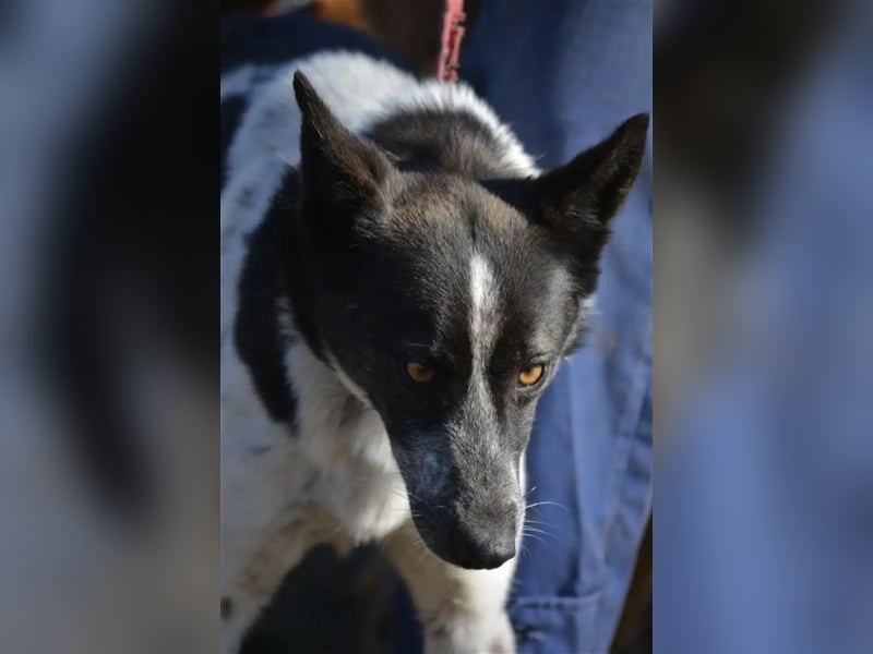 Rajko - Menschenbezogener und anhänglicher Rüde, ca. 2020 geboren