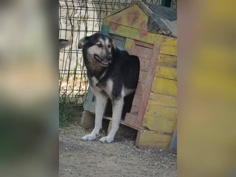 TOMASCH, ca. 2021 geboren, noch unsicher, sucht erfahrenes Zuhause