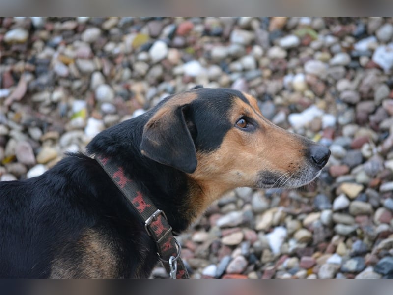 Lebensfroher Rüde „Tobi (II)“, 2018 geboren