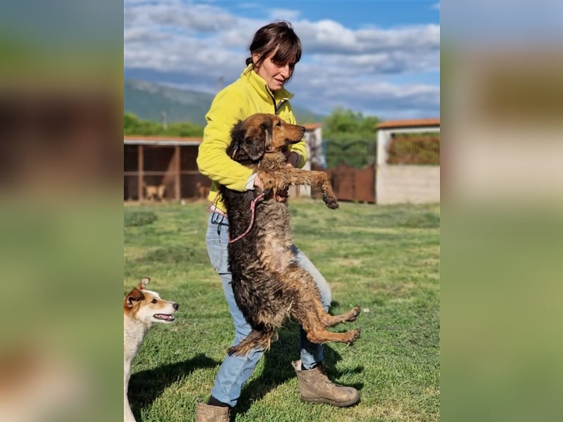 Sehr lieber, sanfter und ruhiger Rüde „Dusko“, ca. 2021 geboren, gut verträglich