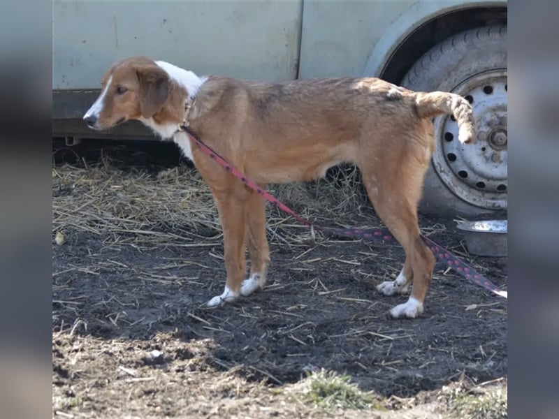 Zuta - Aufgeweckte Hündin, ca. 2021 geboren, gut verträglich, sehr lieb