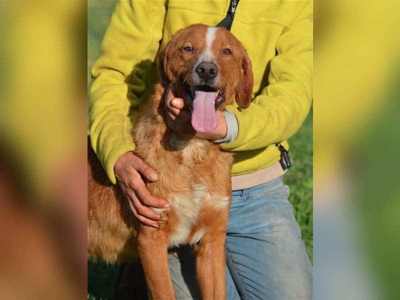 „Zuca“, ein toller Rüde ! Liebt ihre Menschen über alles, gut verträglich, sehr aufmerksam, lieb.