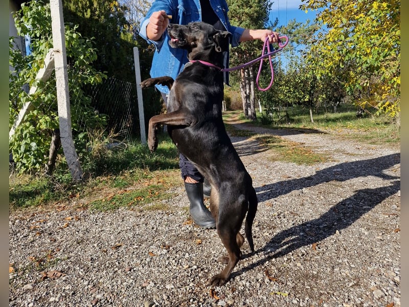 Aufmerksame, sehr liebe und absolut menschenbezogene Hündin „Leni“, ca. 2021 geboren.