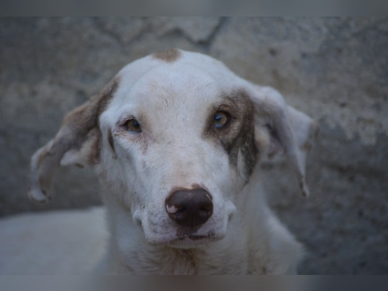 Merle, ca. 2022 geboren, wurde fast verhungert gefunden. Sehr lieb.