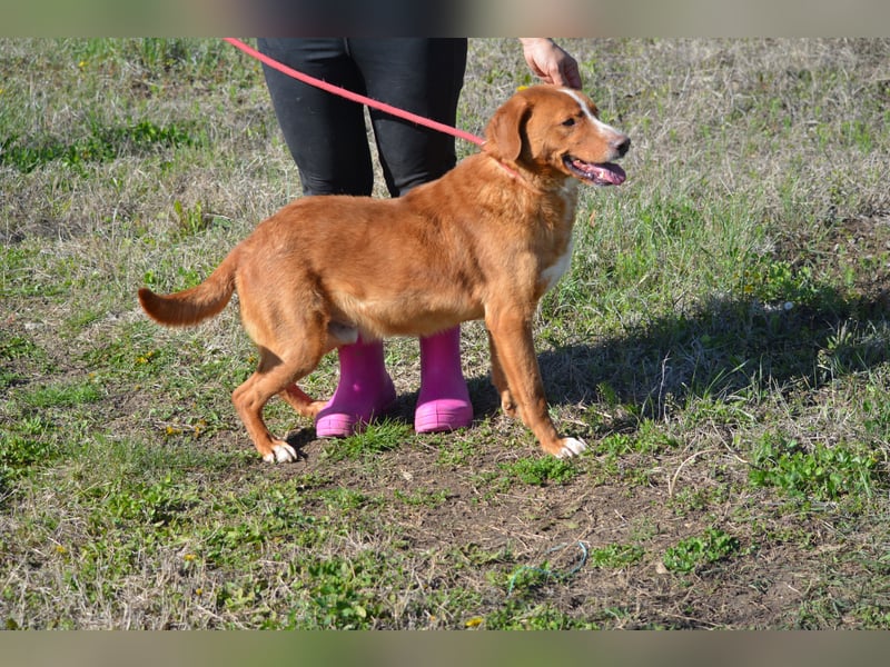 Zuta - Aufgeweckte Hündin, ca. 2021 geboren, gut verträglich, sehr lieb