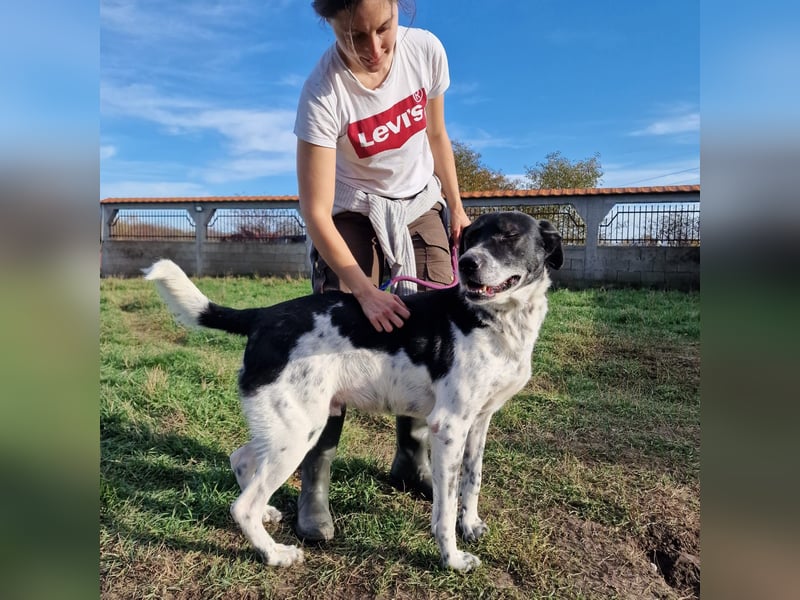 Blacky - Kinderlieber und verträglicher Rüde, geb. ca. 2019, wartet seit 4 Jahren vergeblich