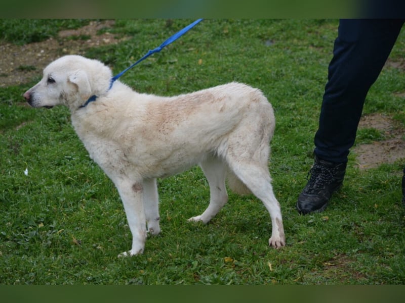 „Mari“ sucht Menschen mit Hundeverstand, die ihr Zeit geben ihre Angst abzulegen.