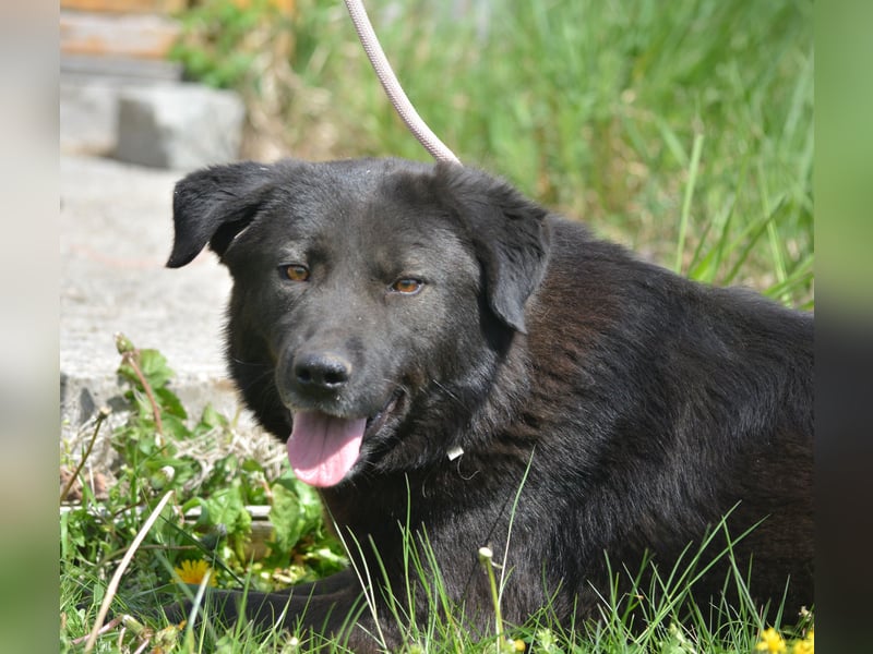 MOLLY, ca. 2022 geboren, sucht ein stabiles Zuhause