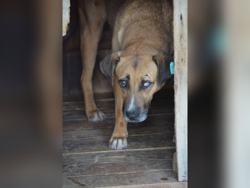 Sehr ängstliche Hündin Kira, auf einem Auge erblindet, ca. 2021/2022 geboren