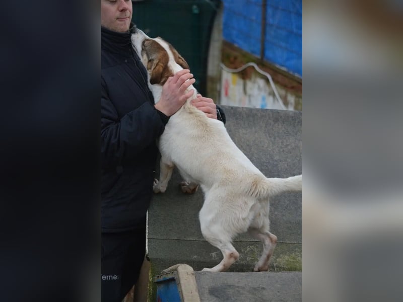 „Tiffy“, ca. 2022 geboren, kleiner Sausewind, liebt ihren Menschen über alles, sehr aufgeweckt