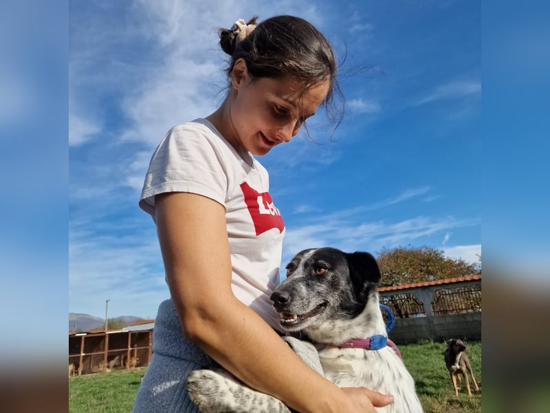 Rajko - Menschenbezogener und anhänglicher Rüde, ca. 2020 geboren