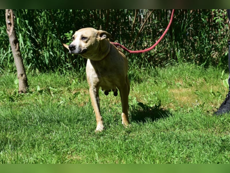 Hündin SYRAH, ca. 05.2021 geboren, wurde wahrscheinlich als Wurfhündin mißbraucht