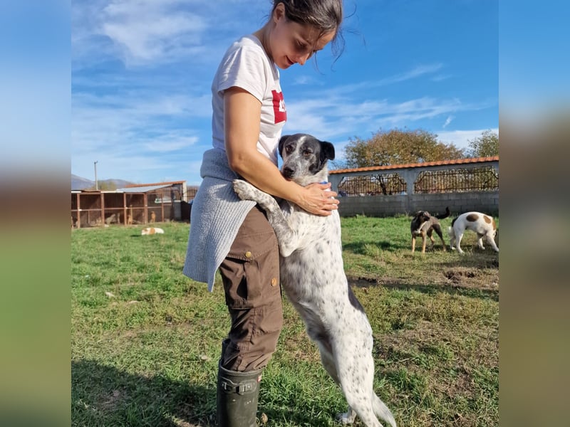 Rajko - Menschenbezogener und anhänglicher Rüde, ca. 2020 geboren