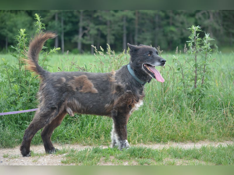Ein ganz besonderer Hund, Madi, ca. 2020 geboren. Lieber anhänglicher Rüde