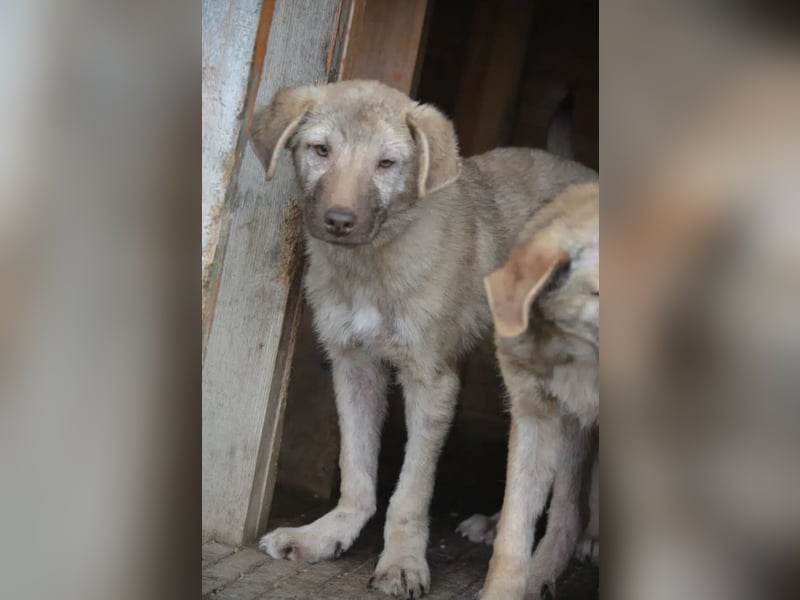 „Socke“, ca. 10.2024 geboren, sehr lieber Rüde, hat Plattfüßchen