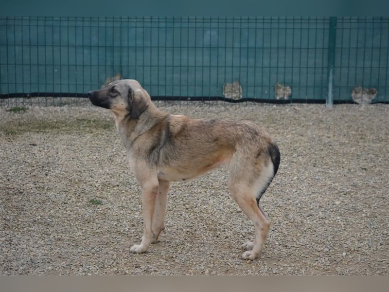 „Celia“, kleine gut verträgliche Hündin, zurückhaltend, lieb, ca. 2022/2023 geboren