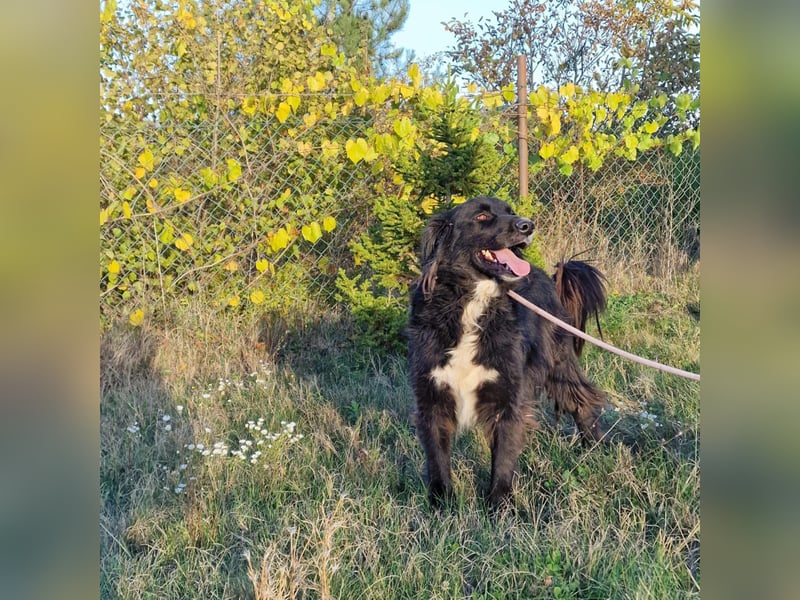 Meda - Aktiver Rüde, geb. 2021, sucht Zuhause