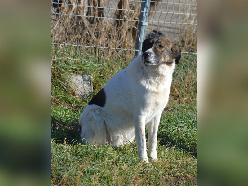 Traumhund „Shar“, kastriert, gut verträglich, kinderlieb, geht gut an der Leine