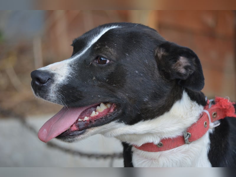 RESERVIERT- PEPPINO, ca. 2023, auch gut als Familienhund geeignet