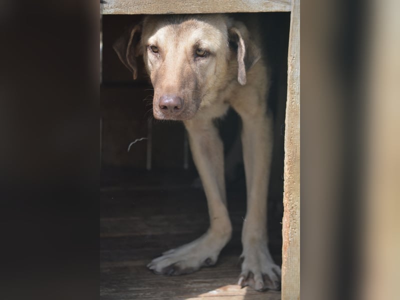 „Socke“, ca. 10.2024 geboren, sehr lieber Rüde, hat Plattfüßchen