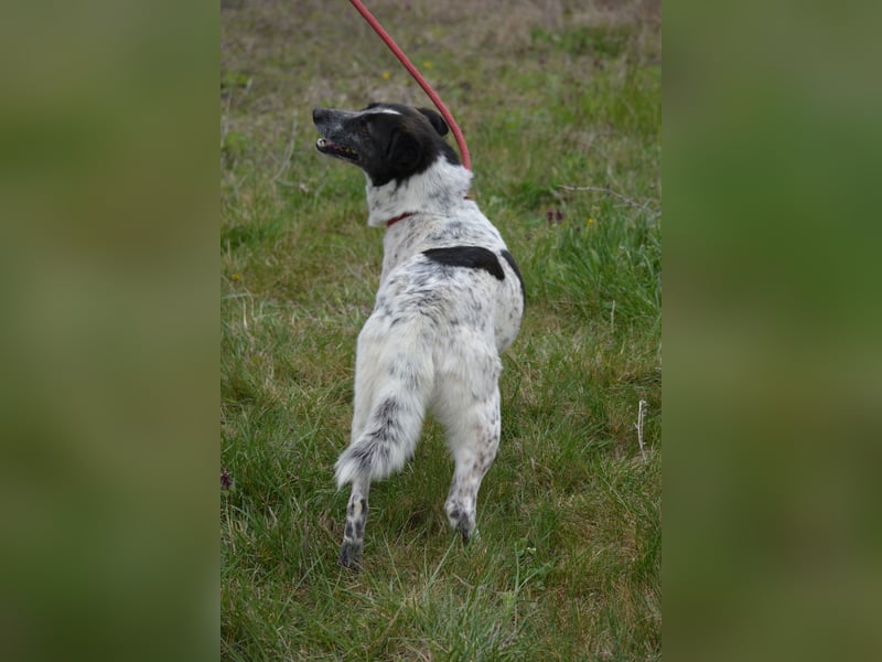 Rajko - Menschenbezogener und anhänglicher Rüde, ca. 2020 geboren