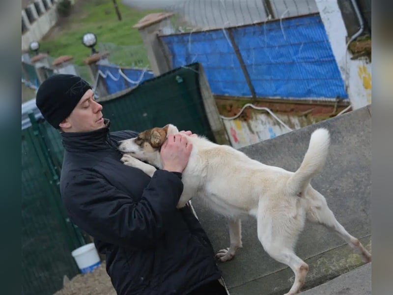 „Tiffy“, ca. 2022 geboren, kleiner Sausewind, liebt ihren Menschen über alles, sehr aufgeweckt