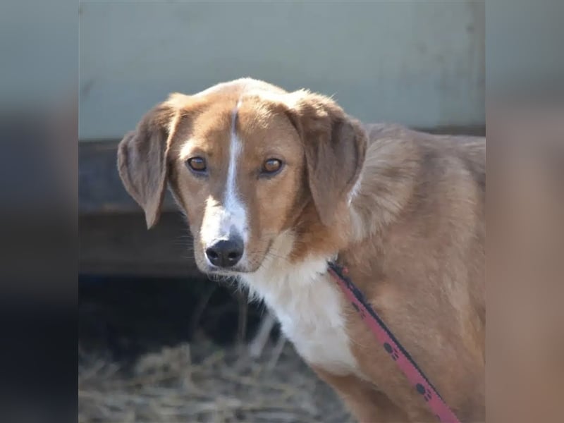 Zuta - Aufgeweckte Hündin, ca. 2021 geboren, gut verträglich, sehr lieb