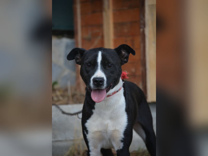 RESERVIERT- PEPPINO, ca. 2023, auch gut als Familienhund geeignet