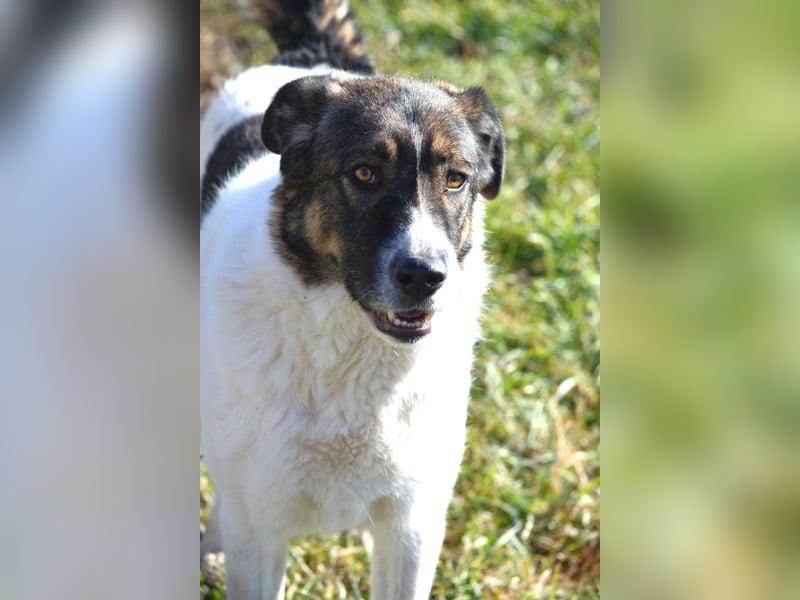 Traumhund „Shar“, kastriert, gut verträglich, kinderlieb, geht gut an der Leine