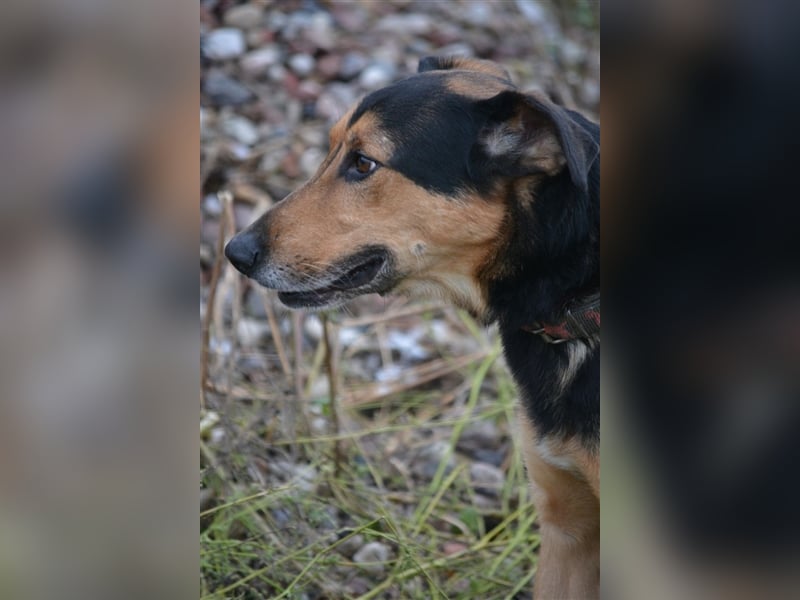 Lebensfroher Rüde „Tobi (II)“, 2018 geboren