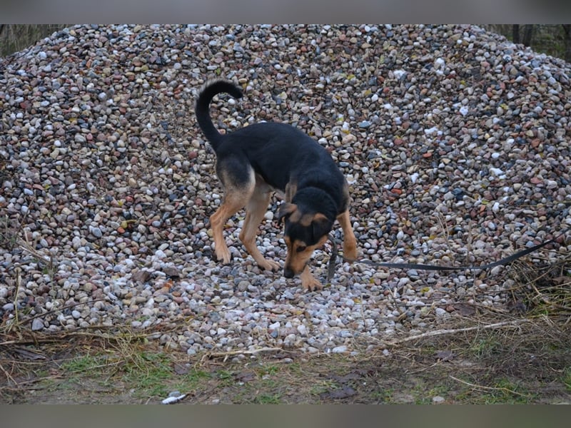 Lebensfroher Rüde „Tobi (II)“, 2018 geboren