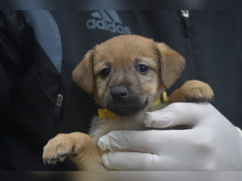 RESERVIERT- Noch kleines Hundemädchen NOLA, ca. 10.2025 geboren, sucht Zuhause