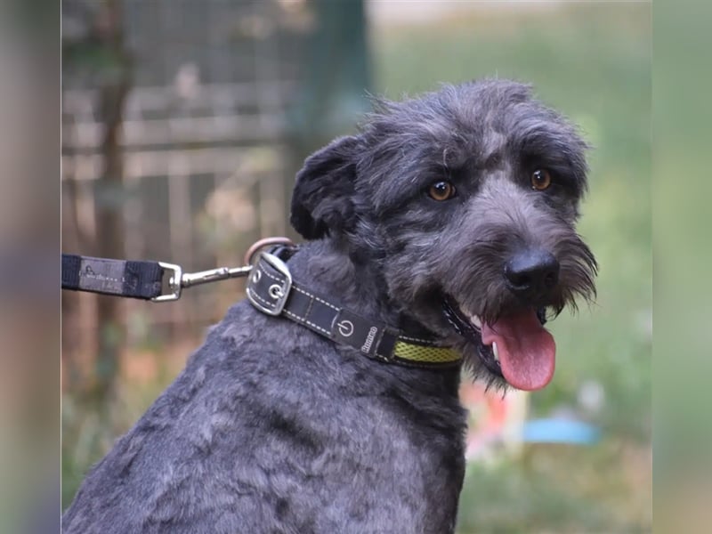 Lieber Schnauzer-Mischling „Jupiter“, ca. 2021 geboren, sucht eine neue Aufgabe.