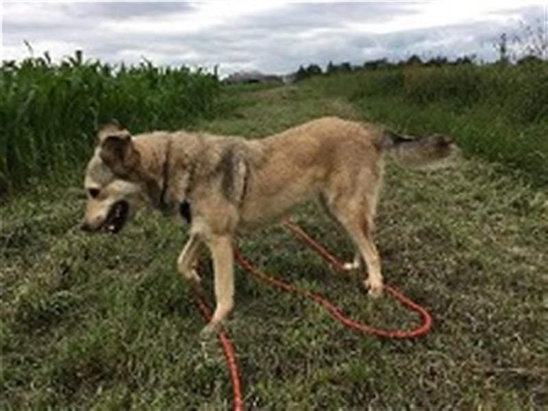 Svetlana - Seniorin sucht Altersruheplatz