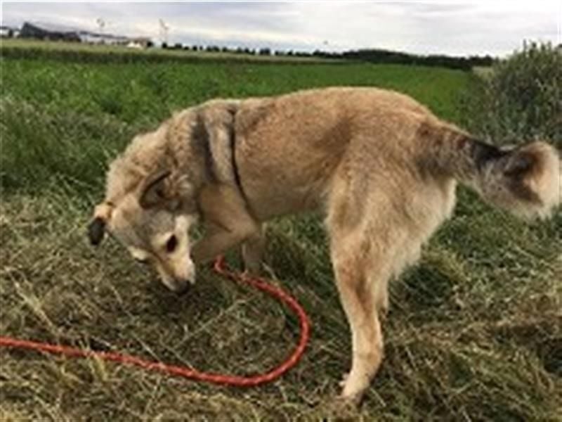 Svetlana - Seniorin sucht Altersruheplatz