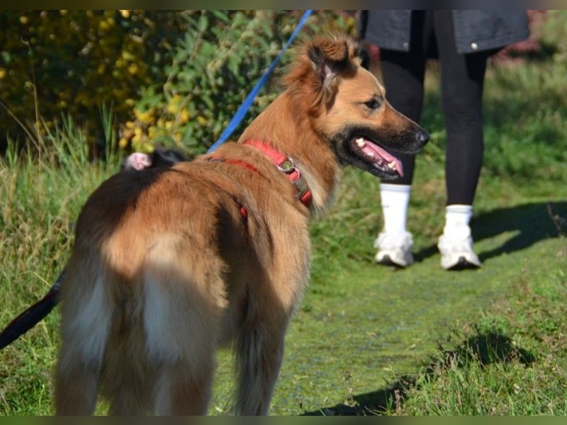 Dani – zarte Hundeseele mit großem Herzen