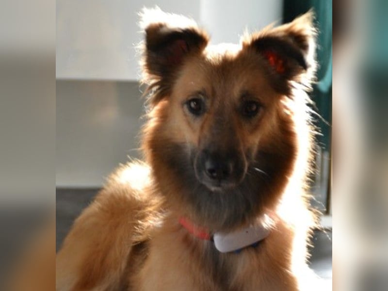 DANI  verschmuste und lernwillige Begleiterin