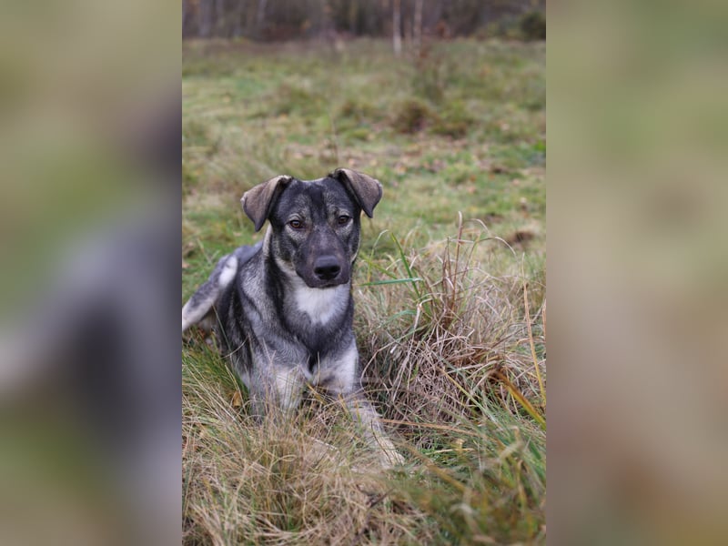 Verschmuster Junghund MORITZ sucht sein Zuhause!