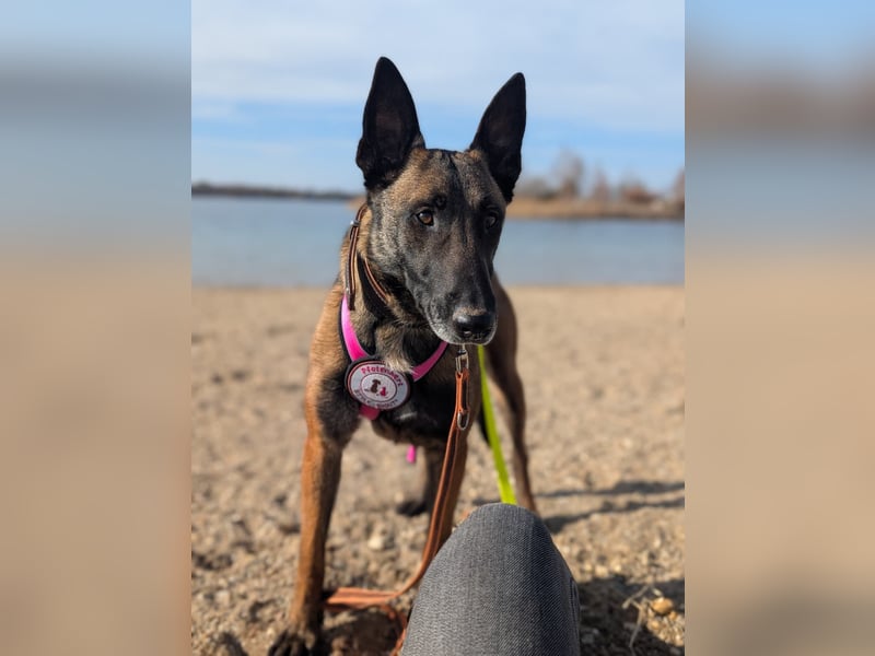 GINA - liebe, lernfreudige Hündin sucht ihr Zuhause