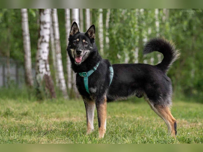 Sozialer Grey sucht seine Menschen