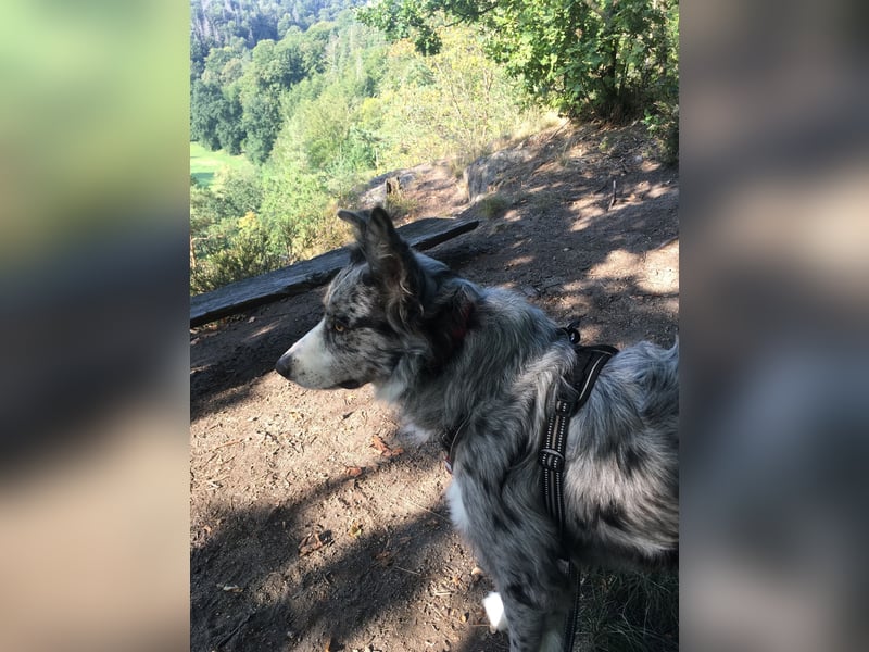 Theo - sucht ein liebevolles, konsequentes Zuhause