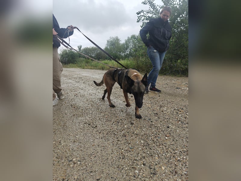 GINA - liebe, lernfreudige Hündin sucht ihr Zuhause