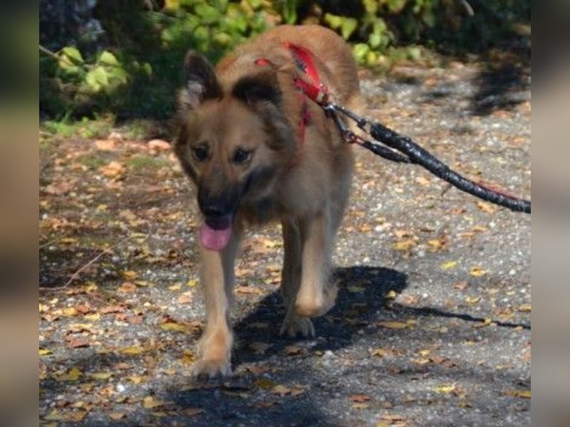 DANI  verschmuste und lernwillige Begleiterin