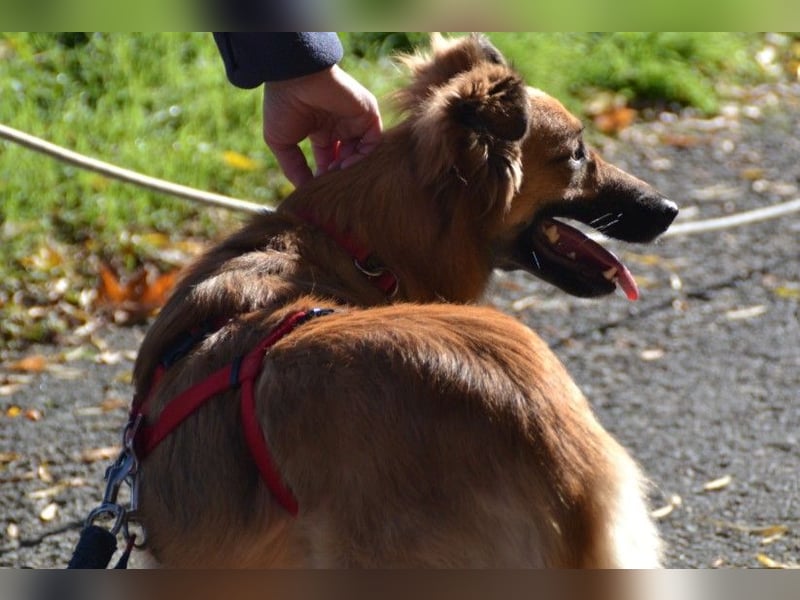 Dani, auf dem Weg zur Traumhündin