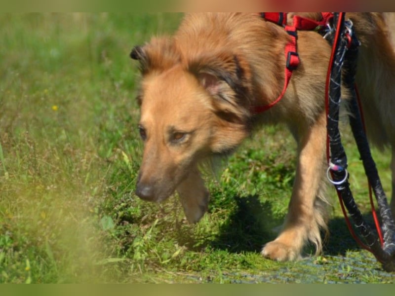 Dani – zarte Hundeseele mit großem Herzen