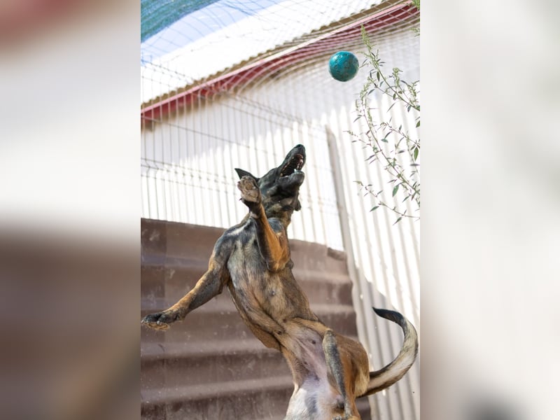 GINA - menschenbezogene & lernfreudige Hündin