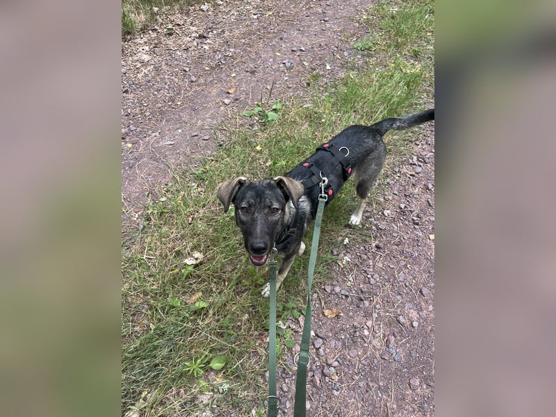 Verschmuster Junghund MORITZ sucht sein Zuhause!