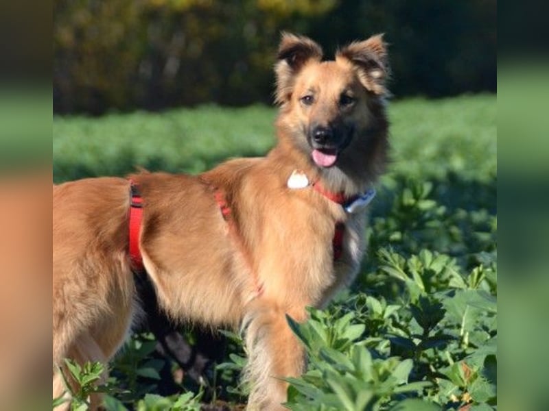 Dani, auf dem Weg zur Traumhündin